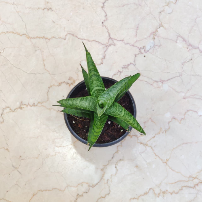 Sansevieria Hybrida Pagoda 12 cm pot