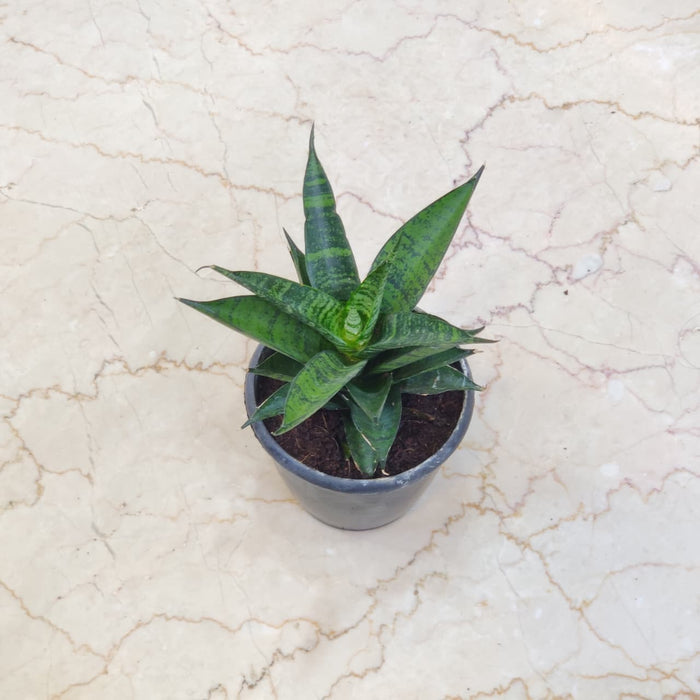Sansevieria Hybrida Pagoda 12 cm pot