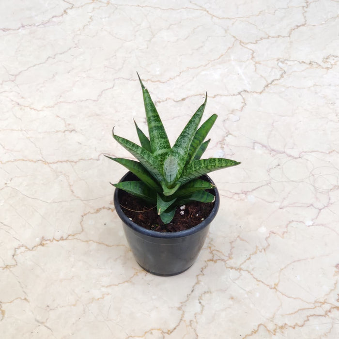 Sansevieria Hybrida Pagoda 12 cm pot