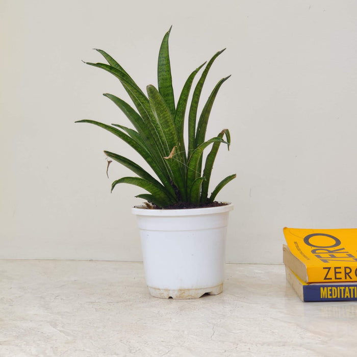 Sansevieria (Snake Plant) Hybrida Lilliput