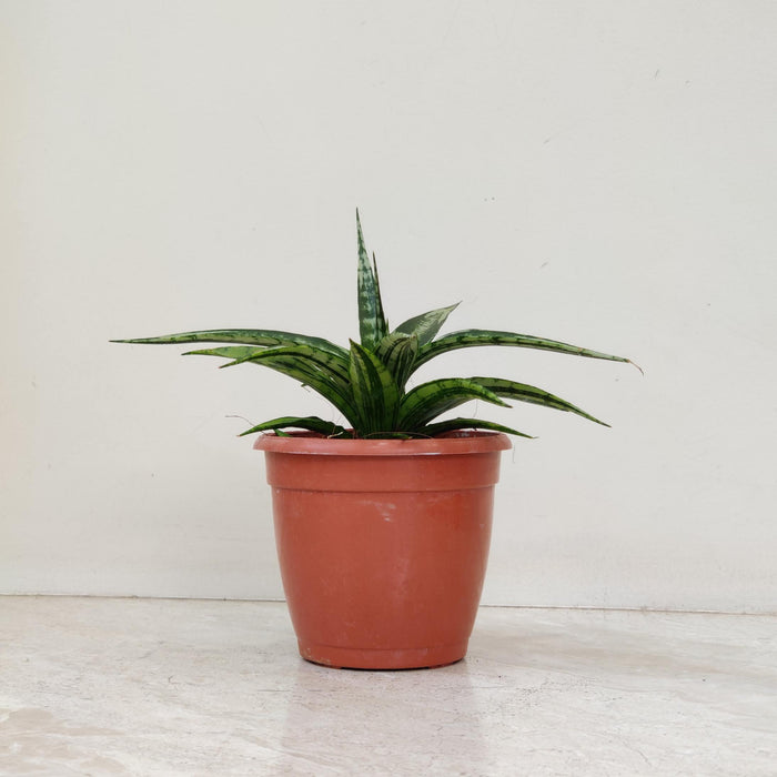 Sansevieria Hybrida Shooting Star In  12 cm pot