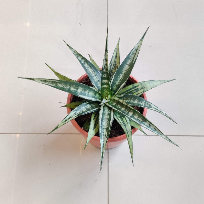 Sansevieria Hybrida Shooting Star In  12 cm pot