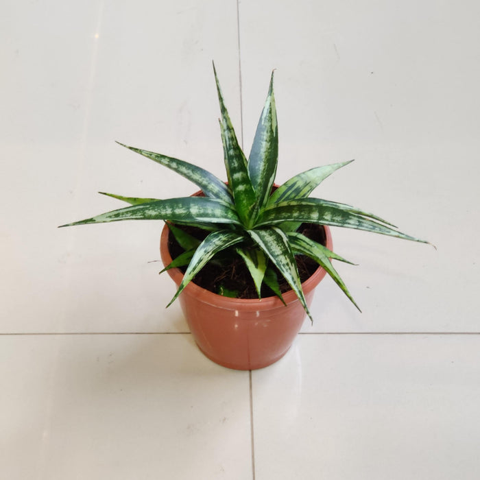 Sansevieria Hybrida Shooting Star In  12 cm pot