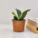 Sansevieria Laurentii 8.5 cm pot
