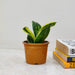 Sansevieria Laurentii 8.5 cm pot
