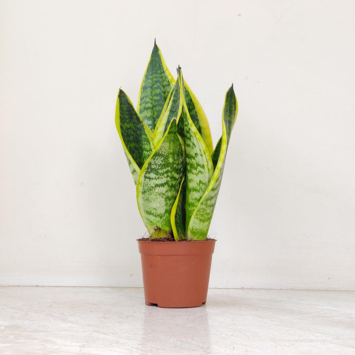 Sansevieria Superba Plant In 10 cm pot