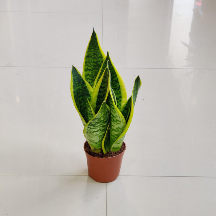 Sansevieria Superba Plant In 10 cm pot