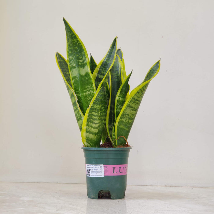 Sansevieria Superba Plant In  12 cm pot