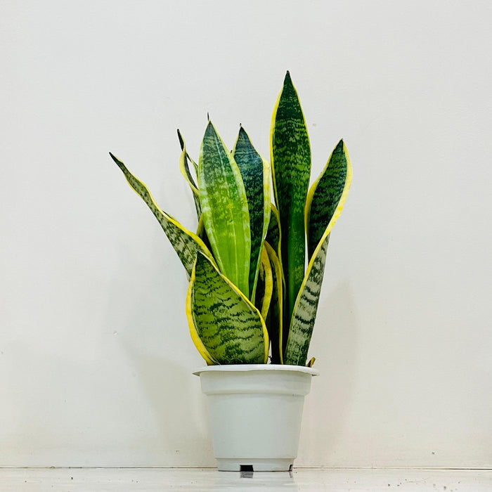 Sansevieria Superba Plant In  12 cm pot
