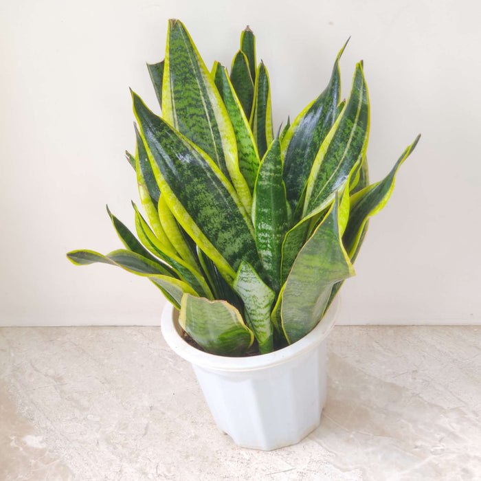 Sansevieria Superba Plant In  18 cm pot