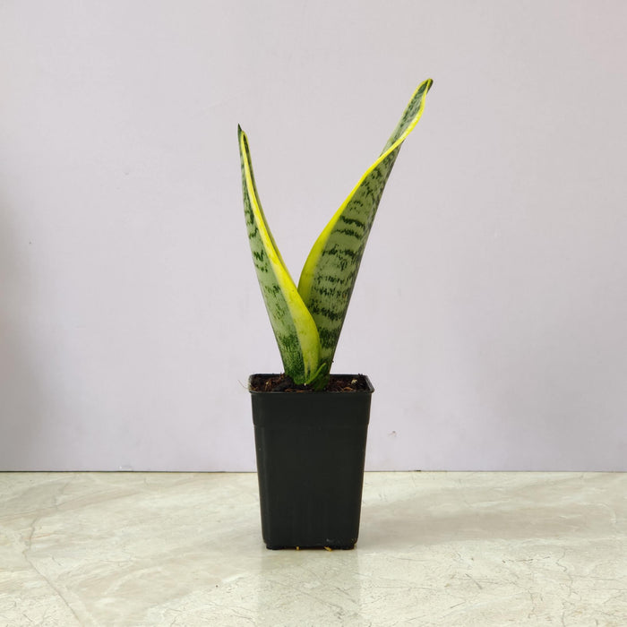 Sansevieria Superba Plant In 8.5 cm pot