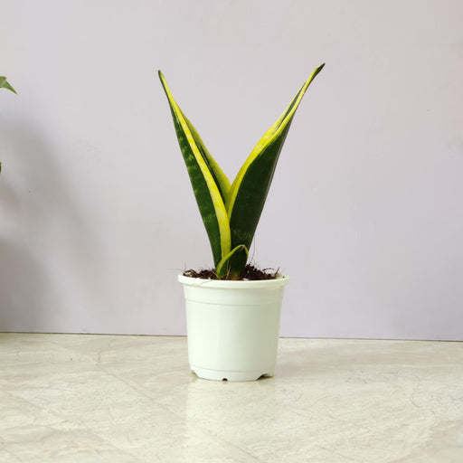 Sansevieria Trifasciata 'Black Gold 10 cm pot
