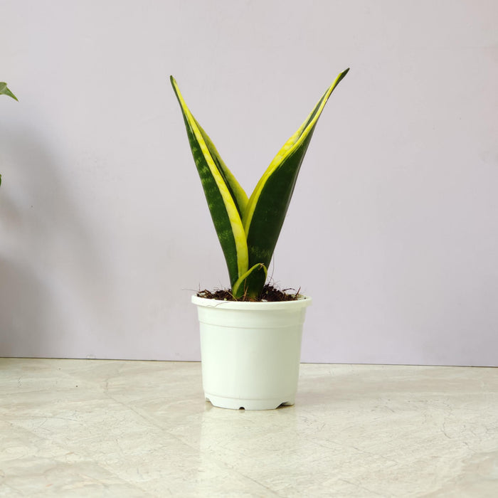Sansevieria Trifasciata 'Black Gold 10 cm pot
