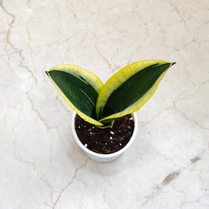 Sansevieria Trifasciata 'Black Gold 10 cm pot
