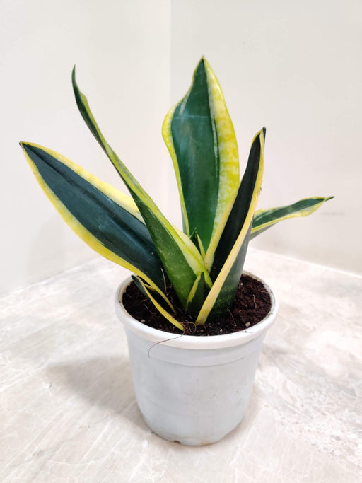 Sansevieria Trifasciata 'Black Gold 10 cm pot
