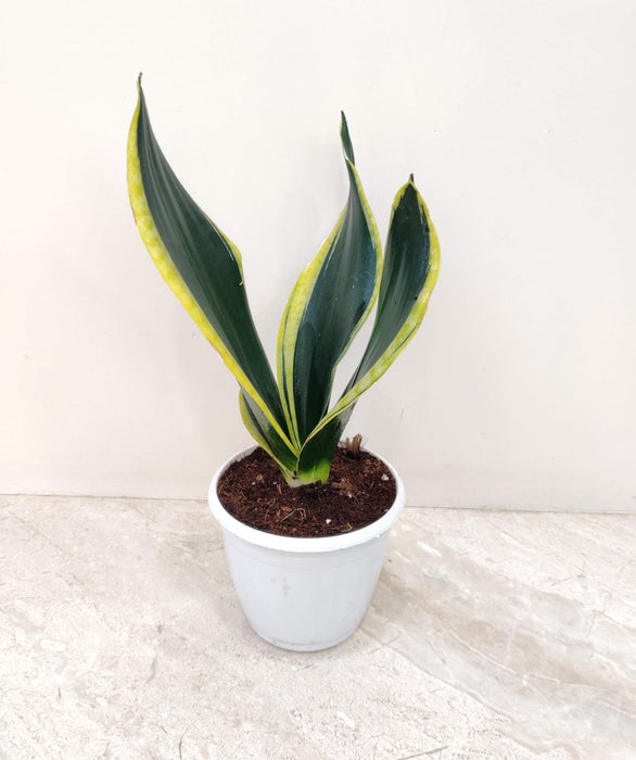 Sansevieria Trifasciata Black Gold Plant In 12 cm pot
