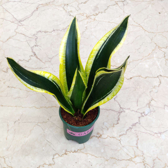 Sansevieria Trifasciata Black Gold Plant In 12 cm pot