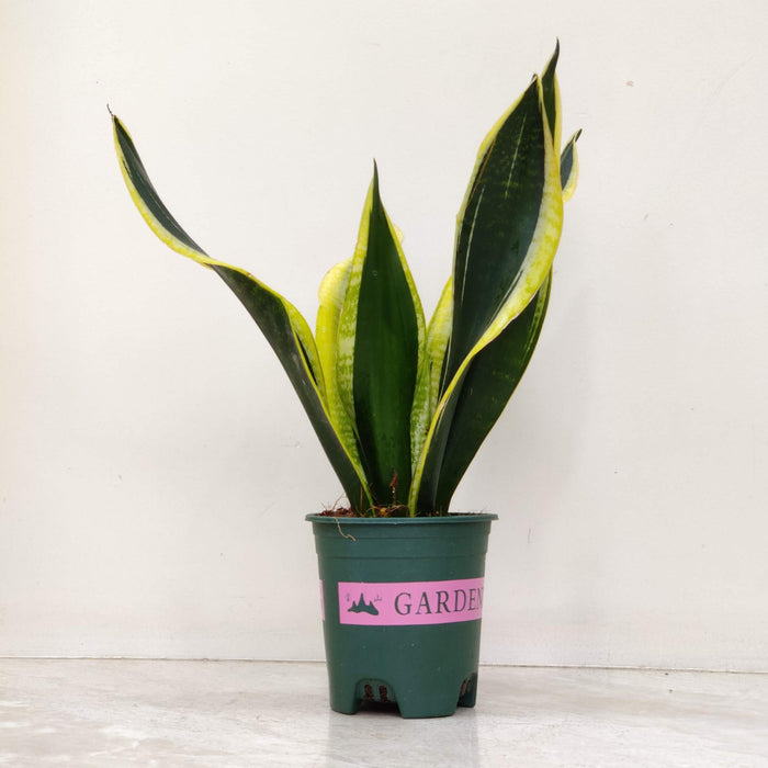 Sansevieria Trifasciata Black Gold Plant In 12 cm pot