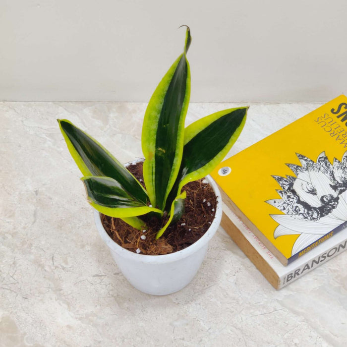 Sansevieria Trifasciata Black Gold Plant In 12 cm pot