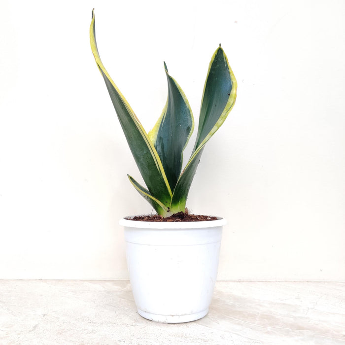 Sansevieria Trifasciata Black Gold Plant In 12 cm pot