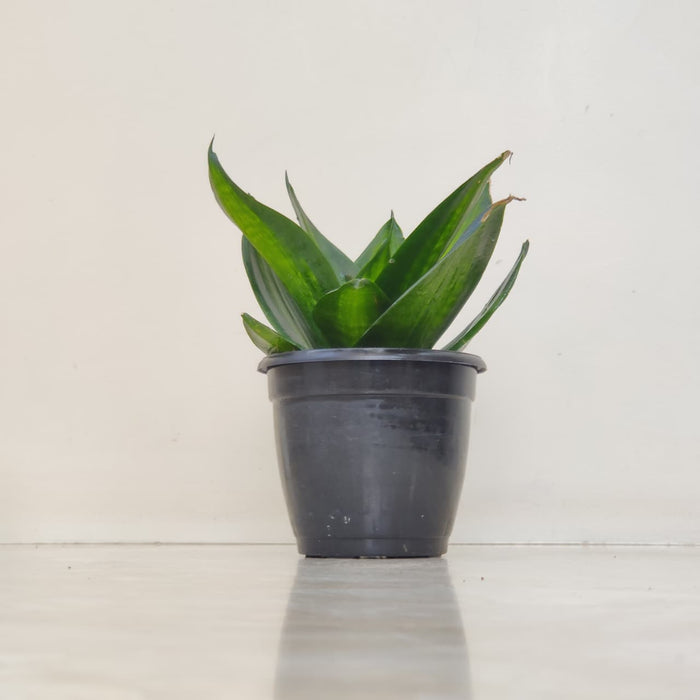 Sansevieria Trifasciata  Jade Star 12 cm pot
