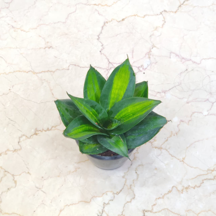 Sansevieria Trifasciata  Jade Star 12 cm pot
