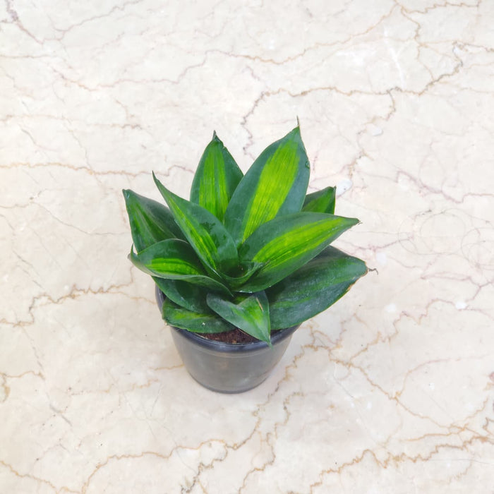 Sansevieria Trifasciata  Jade Star 12 cm pot