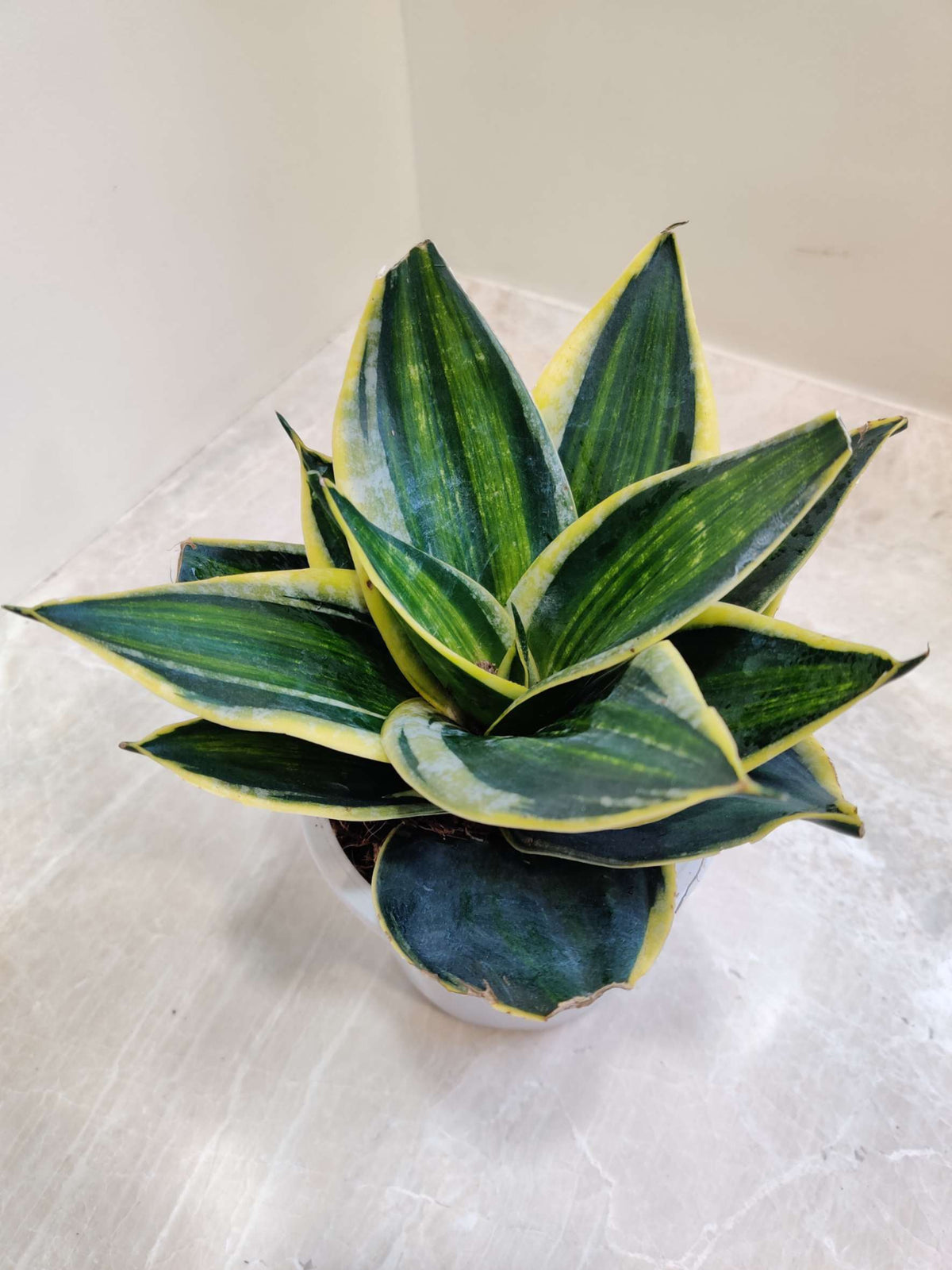 sansevieria stars and stripes Sansevieria (Snake Plant) Stars and Stripes Plant