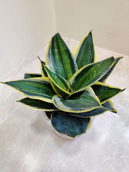 Sansevieria (Snake Plant) Stars and Stripes Plant