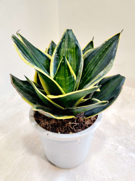 Sansevieria (Snake Plant) Stars and Stripes Plant