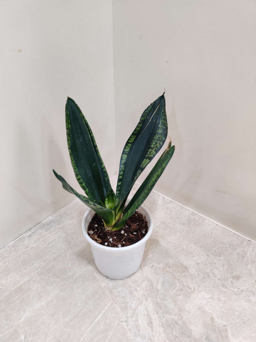 Sansevieria Trifasciata 'Whitney' 10 cm pot
