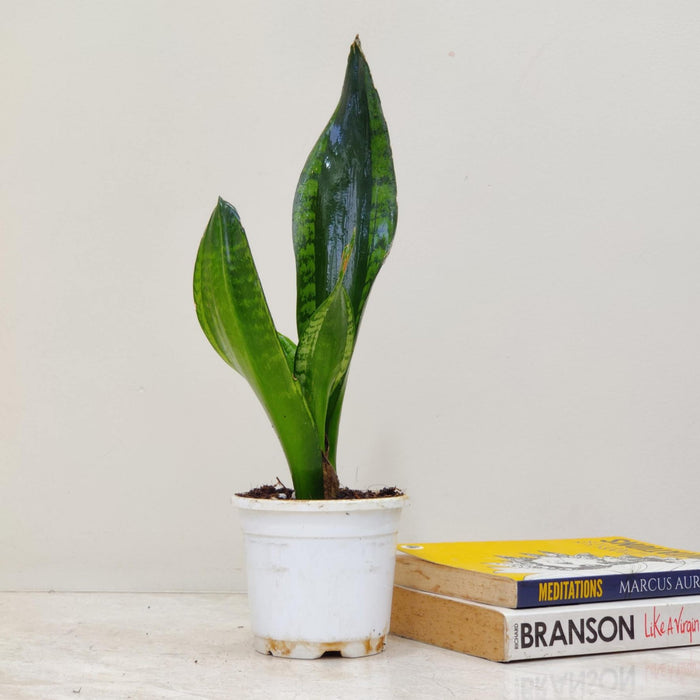 Sansevieria Trifasciata 'Whitney' 10 cm pot
