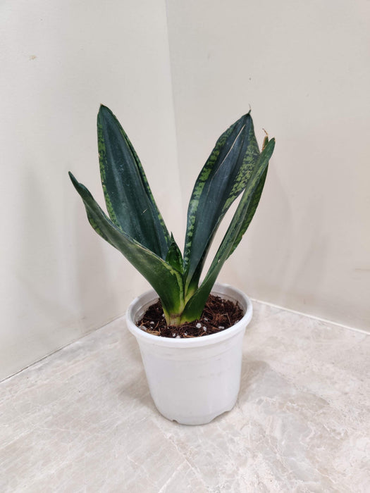 Sansevieria Trifasciata 'Whitney' 10 cm pot
