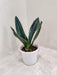Sansevieria Trifasciata 'Whitney' 10 cm pot
