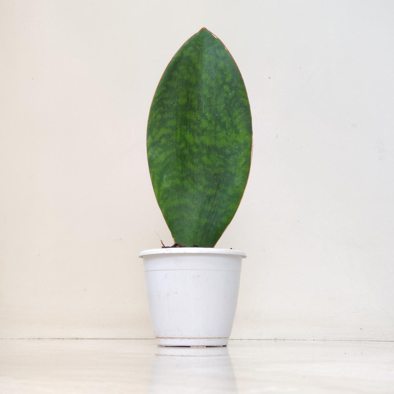 Sansevieria (Snake Plants)