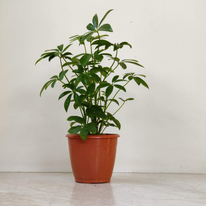 Schefflera Green  Plant