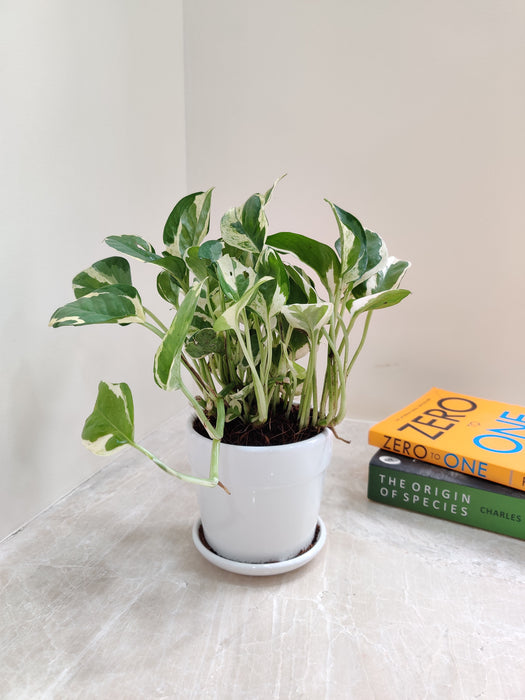 Ideal plant gift for business partners and employees