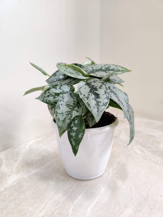 Scindapsus Silver Lady In 12 cm pot