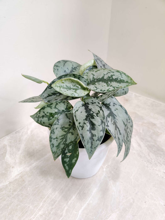 Scindapsus Silver Lady In 12 cm pot