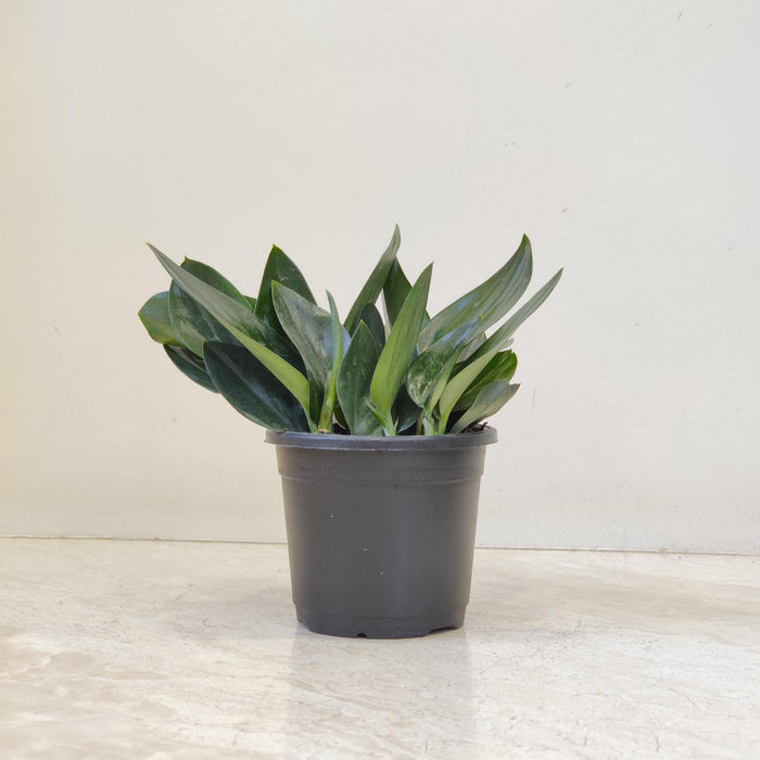 Scindapsus Treubii  Dark Form Plant In 10 cm pot