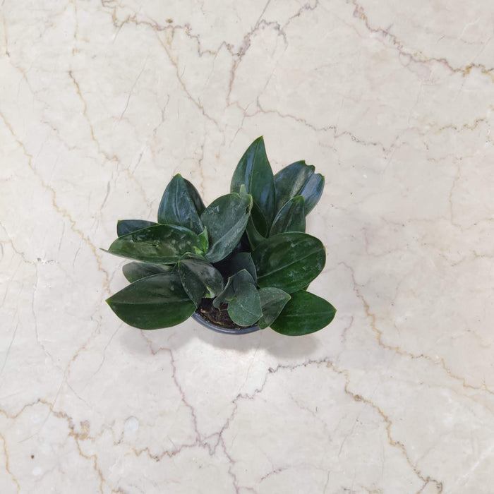 Scindapsus Treubii  Dark Form Plant In 10 cm pot