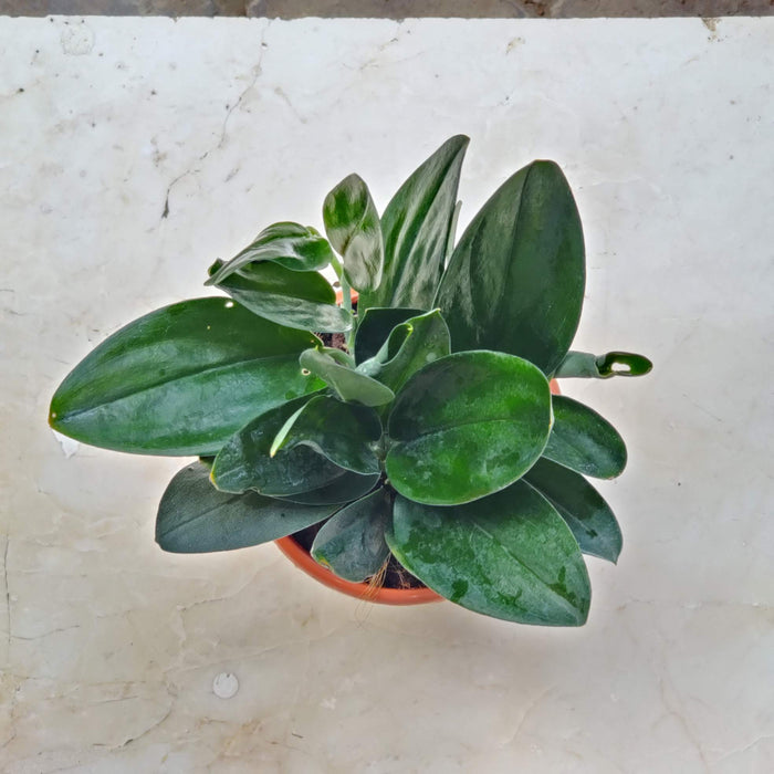 Scindapsus Treubii Dark Form In 12 cm pot