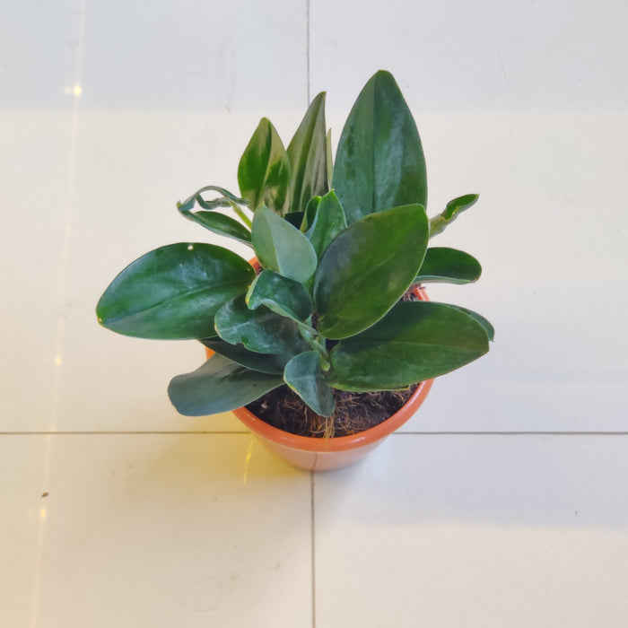 Scindapsus Treubii Dark Form In 12 cm pot