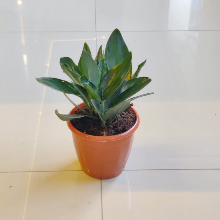 Scindapsus Treubii Dark Form In 12 cm pot