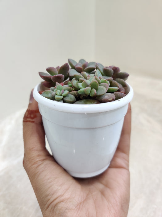 Lush-Sedum-Commixtum-Indoor-Plant
