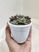 Lush-Sedum-Commixtum-Indoor-Plant