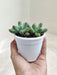 Sedum-Pachyphyllum-Easy-Care-Indoor-Succulent