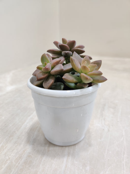 Sedum-Sorrento-Vibrant-Indoor-Succulent-Top-View