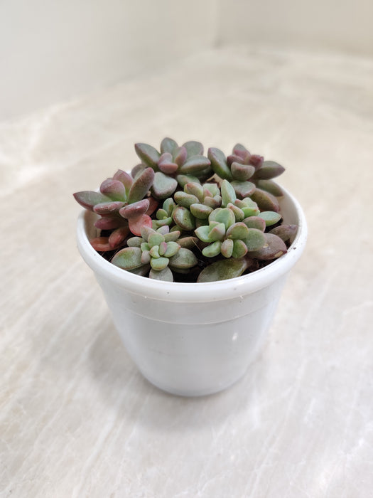 Colorful-Sedum-Commixtum-Top-View-Indoor-Succulent