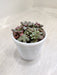 Colorful-Sedum-Commixtum-Top-View-Indoor-Succulent